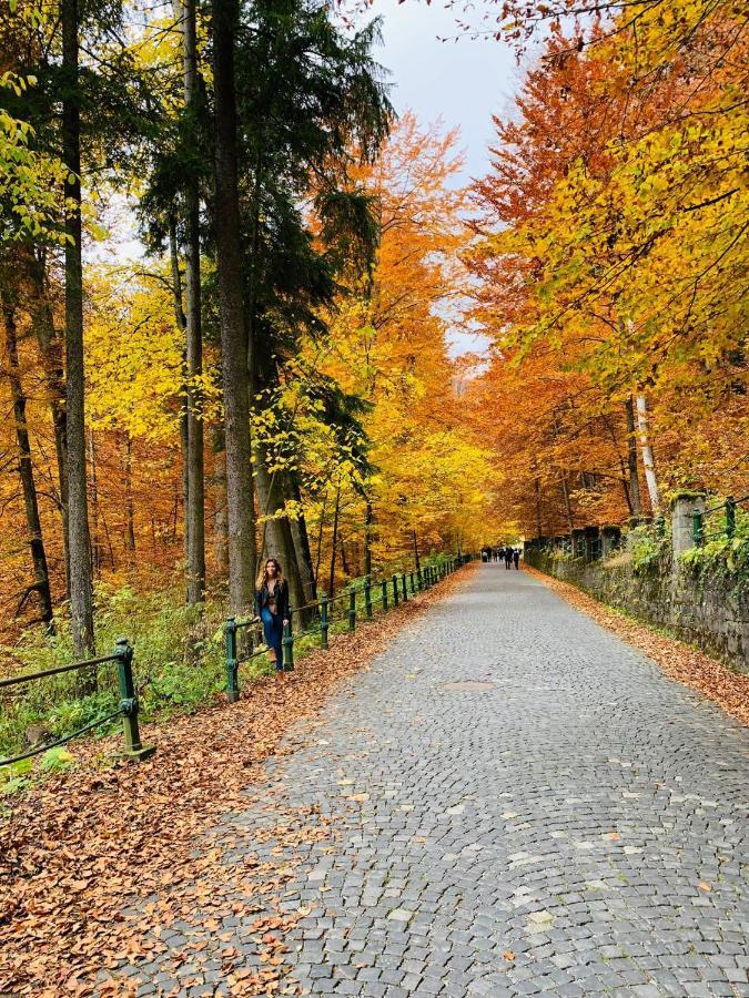 Wood Studio Sinaia Luaran gambar